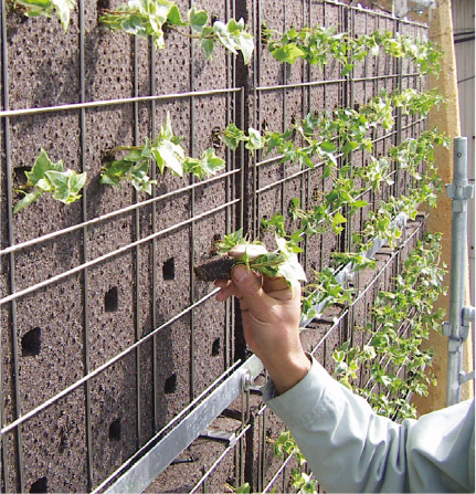 カベルデの植栽について